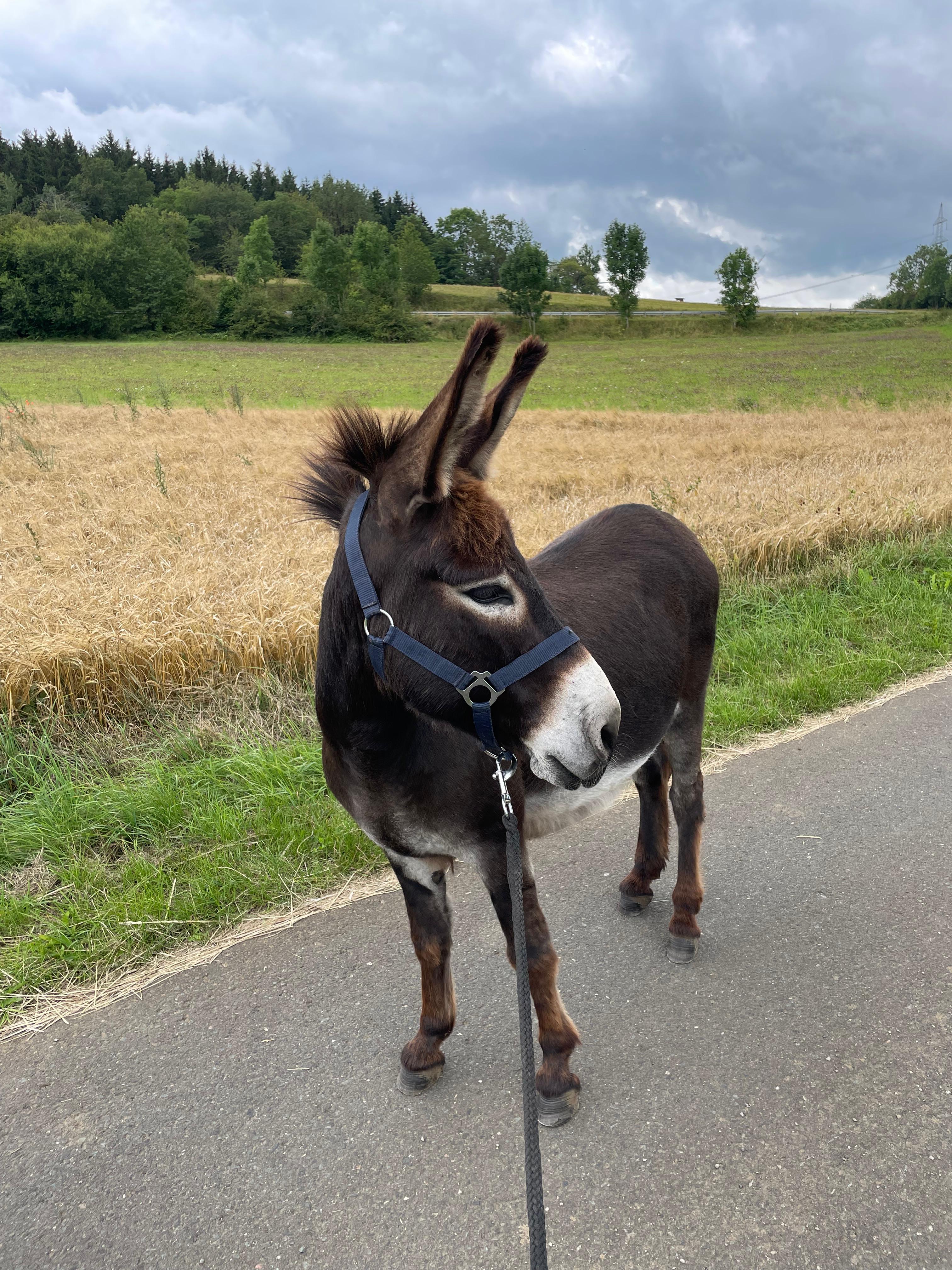 Eselwanderung Bild 3